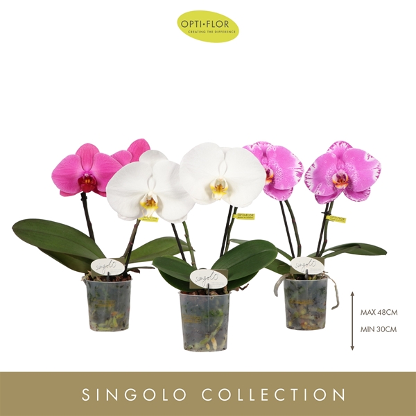 Phalaenopsis 2-t Singolo & Co Mixtray