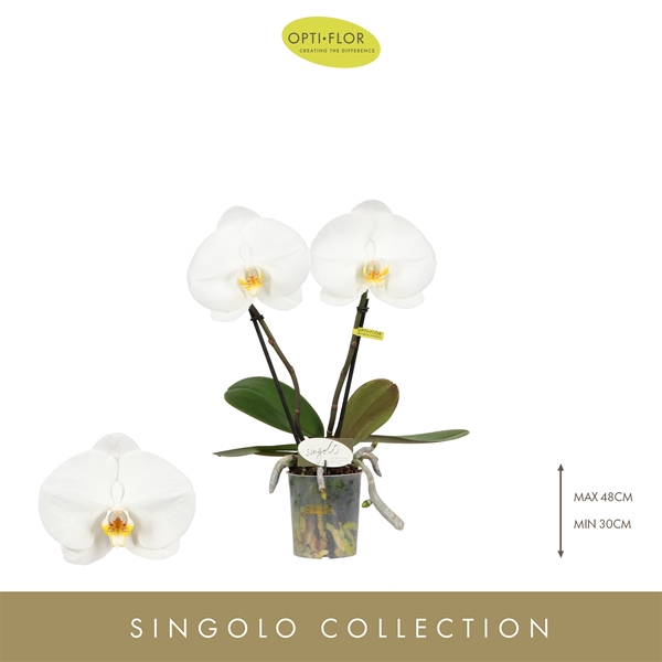 Phalaenopsis 2-t Singolo & Co Tosha