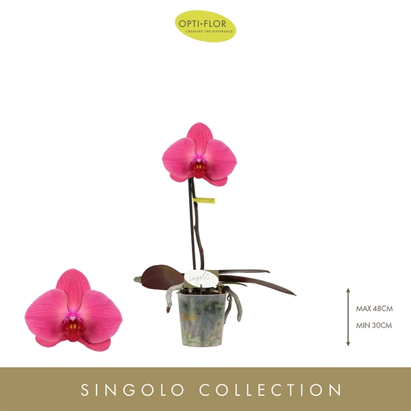 Phalaenopsis Singolo Hida