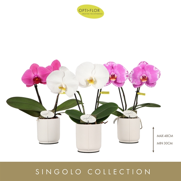 Phalaenopsis 2-t Singolo in Lazio White