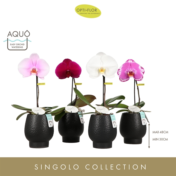 Phalaenopsis 1-t in Abruzzo Black Aquo