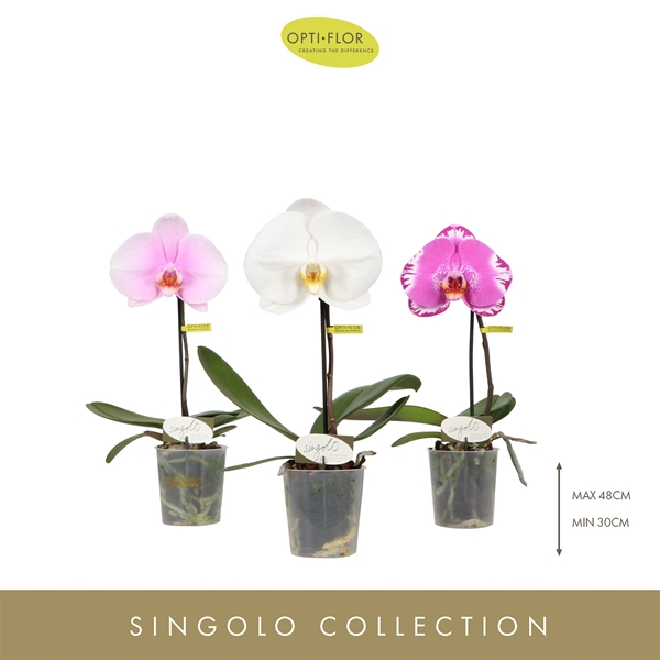 Phalaenopsis Singolo Mixtray