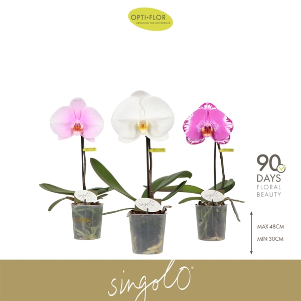 Phalaenopsis Singolo Mixtray