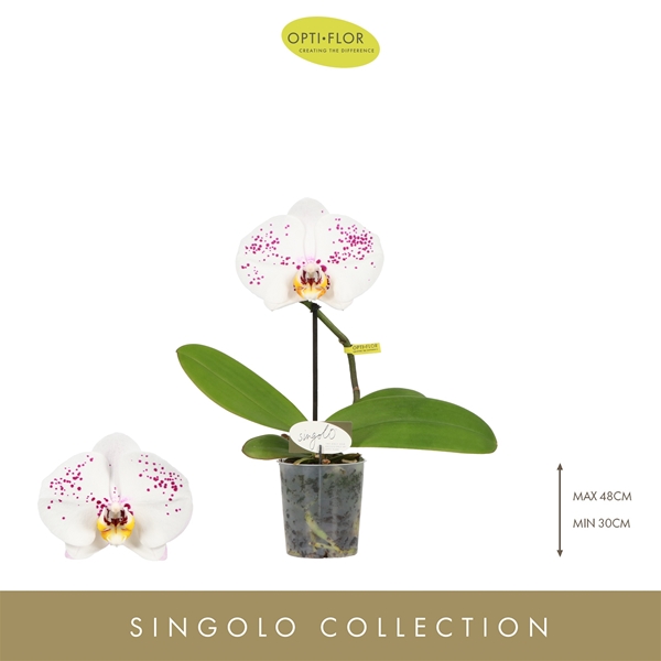 Phalaenopsis Singolo Owari