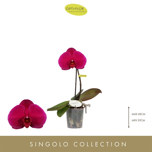 Phalaenopsis Singolo Shima