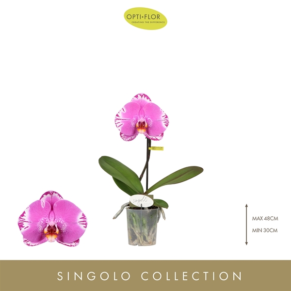 Phalaenopsis Singolo Victorio