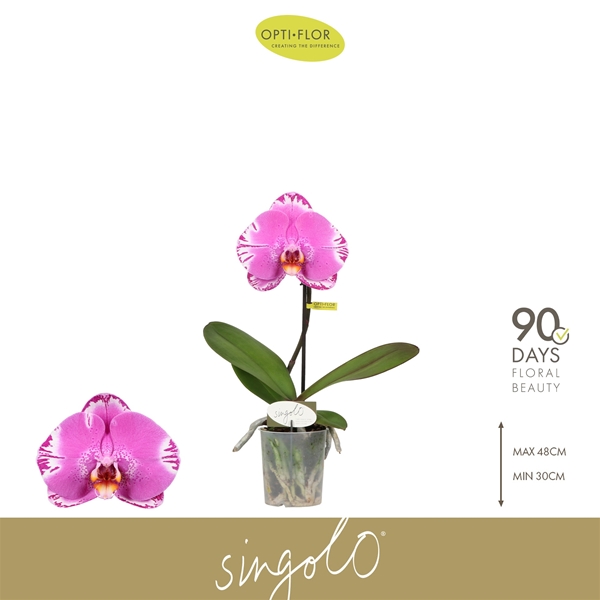 Phalaenopsis Singolo Victorio