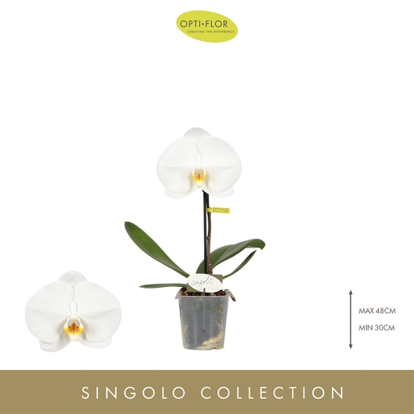 Phalaenopsis Singolo Tosha