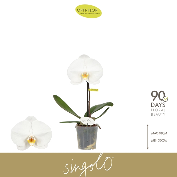Phalaenopsis Singolo Tosha
