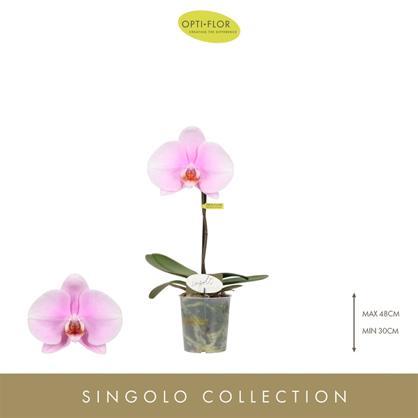 Phalaenopsis Singolo Mino