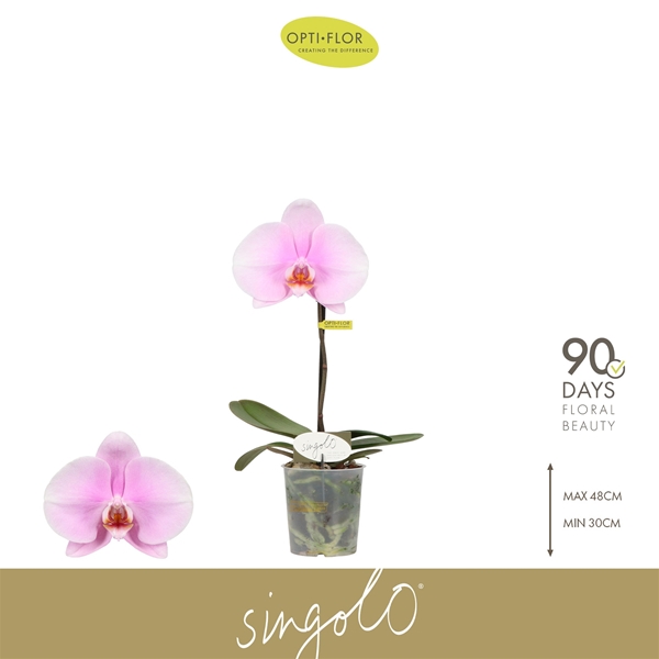 Phalaenopsis Singolo Mino