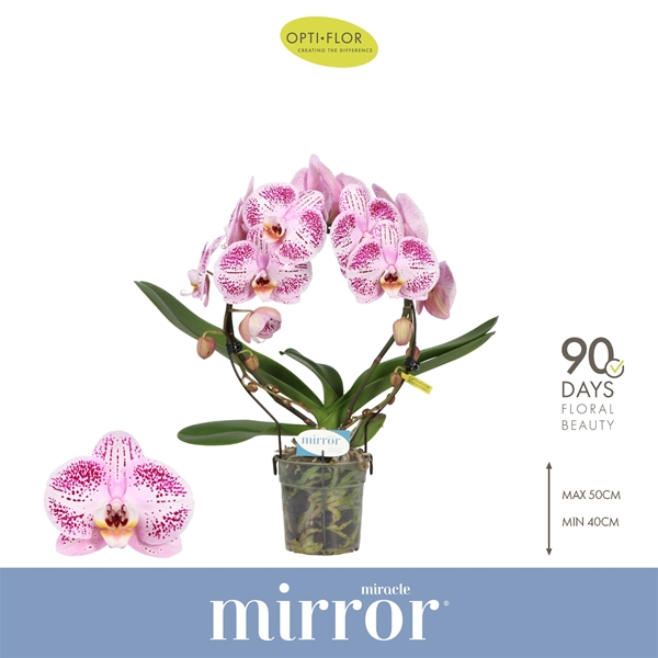 Phalaenopsis Mirror Miracle Ariel