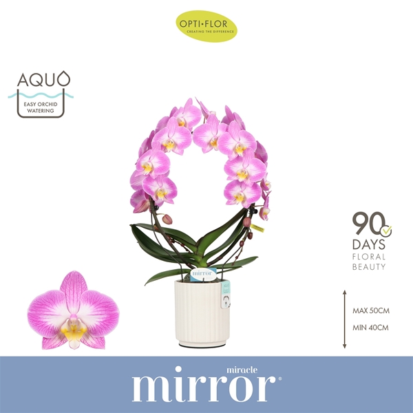Phalaenopsis Mirror Miracle Kiara in Molise White Aquo