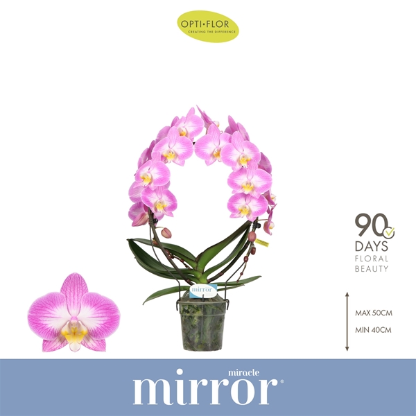 Phalaenopsis Mirror Miracle Kiara