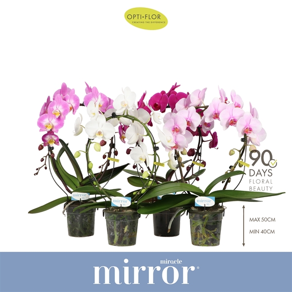 Phalaenopsis Mirror Miracle Mixtray