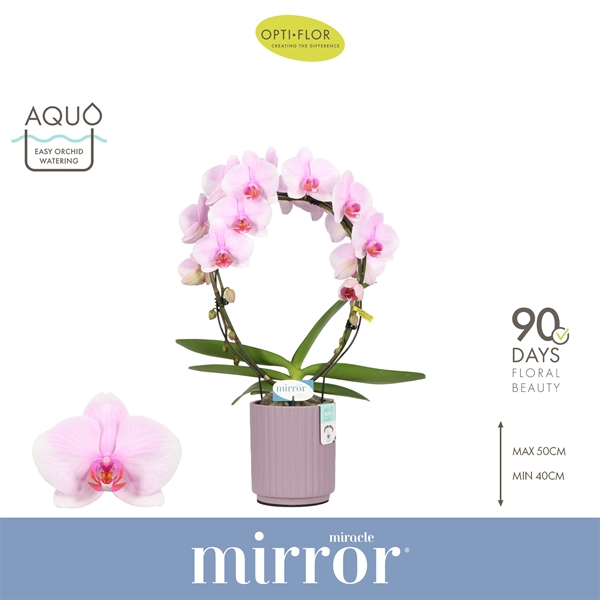 Phalaenopsis Mirror Miracle Tiana in Molise Lilac Aquo