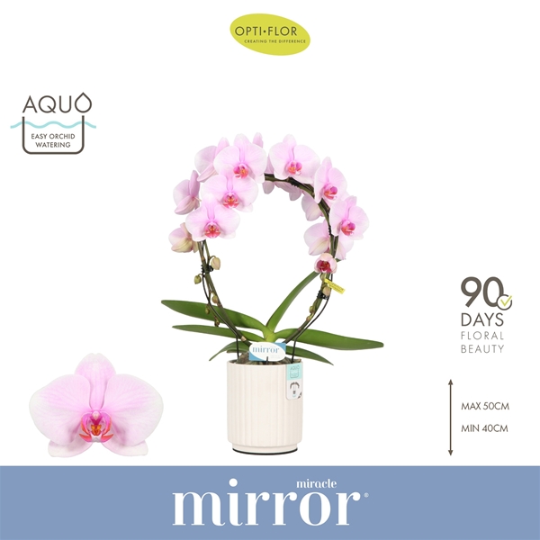 Phalaenopsis Mirror Miracle Tiana  in Molise White Aquo
