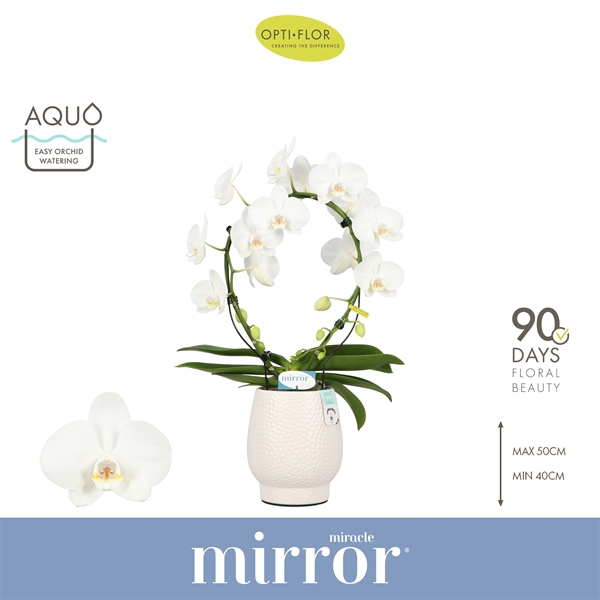 Phalaenopsis Mirror Miracle Aurora in Abruzzo White Aquo