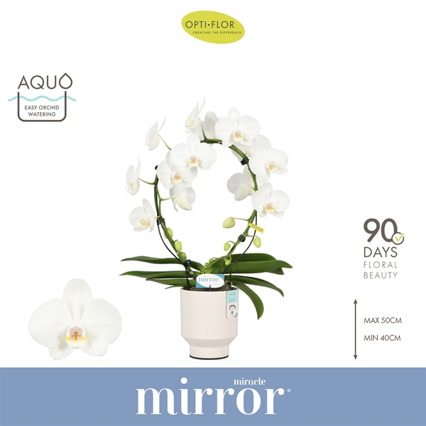 Phlaenopsis Mirror Miracle Aurora  in Emilia White Aquo