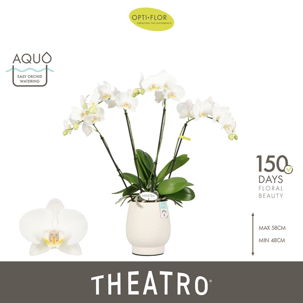 Phalaenopsis 4-t Theatro Jazz in Abruzzo White Aquo