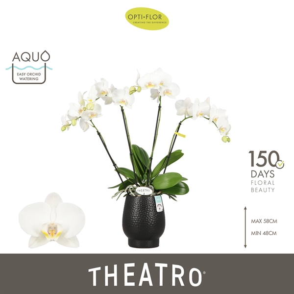 Phalaenopsis 4-t Theatro Jazz in Abruzzo Black Aquo