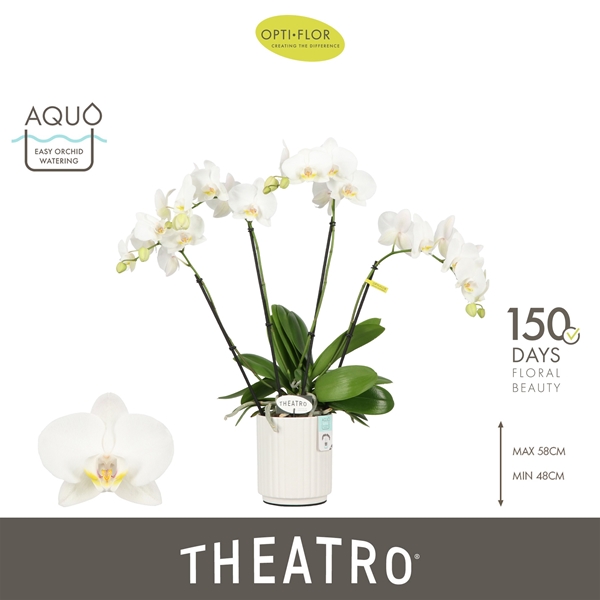 Phalaenopsis 4-t Theatro Jazz in Molise White Aquo
