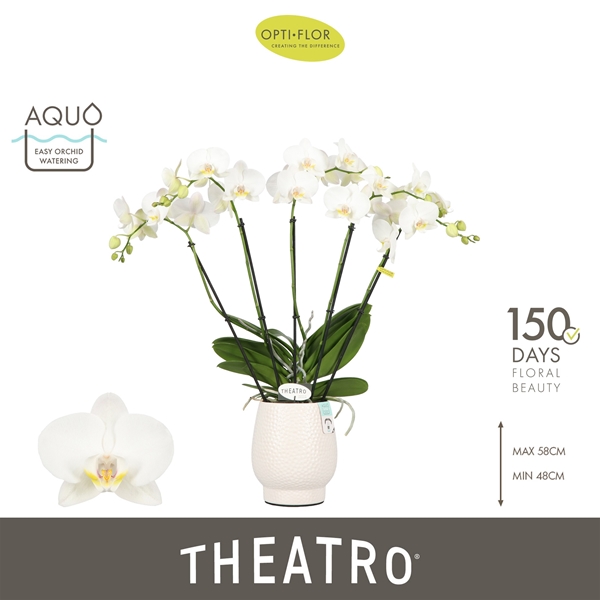 Phalaenopsis 5-t Theatro Jazz in Abruzzo White Aquo