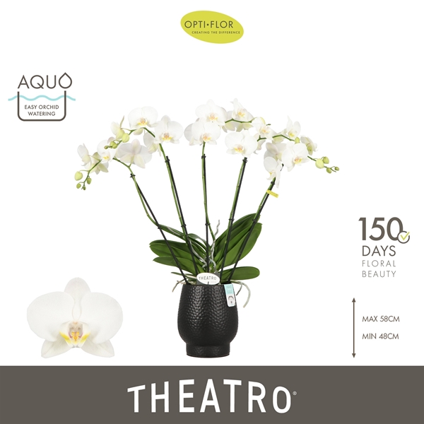 Phalaenopsis 5-t Theatro Jazz in Abruzzo Black Aquo