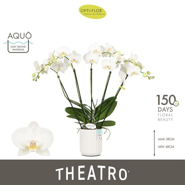 Phalaenopsis 5-t Theatro Jazz in Molise White Aquo