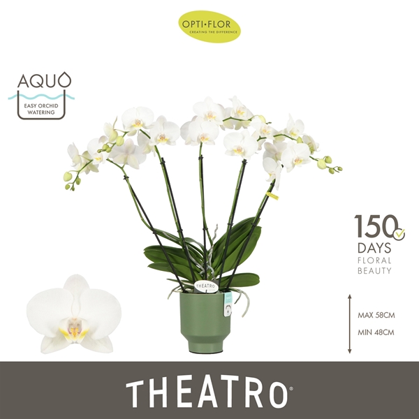 Phalaenopsis 5-t Jazz in Emilia Green Aquo