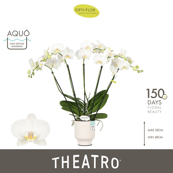 Phalaenopsis 5-t  Theatro Jazz in Emilia White Aquo