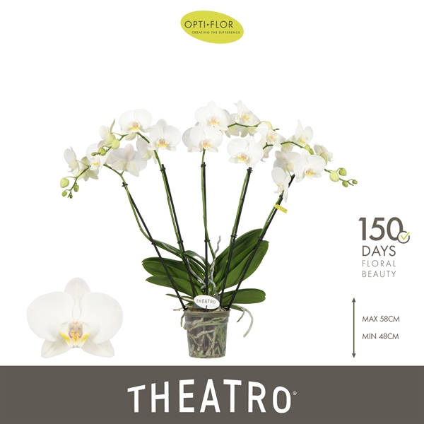 Phalaenopsis 5-t Theatro Jazz