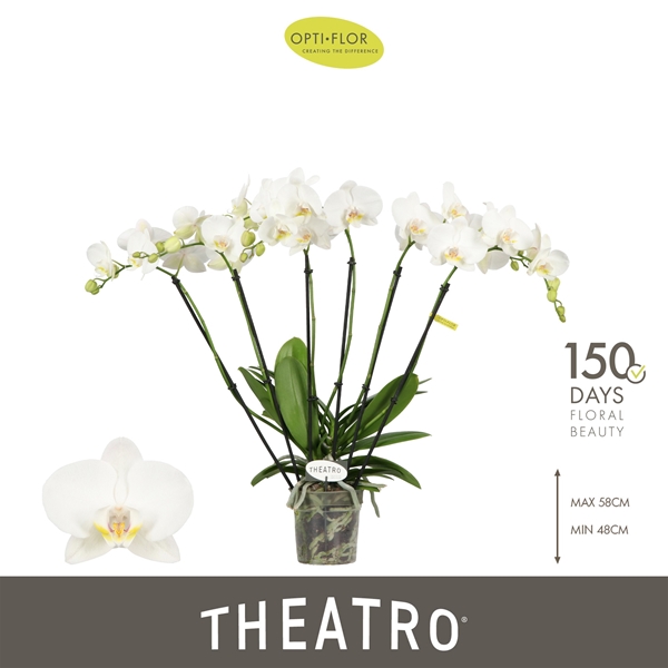 Phalaenopsis 6-t Theatro Jazz