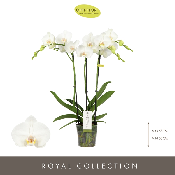 Phalaenopsis Maistro 3-t Weiss