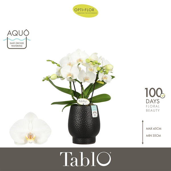 Phalaenopsis 3-t Tablo Champagne in Abruzzo Black Aquo