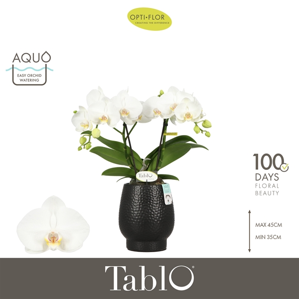 Phalaenopsis 2-t Tablo Champagne in Abruzzo Black Aquo