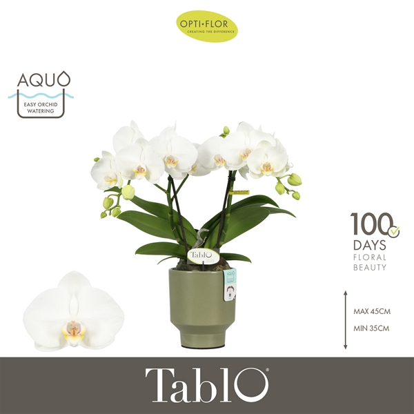 Phalaenopsis 2-t Tablo Champagne in Emilia Green Aquo