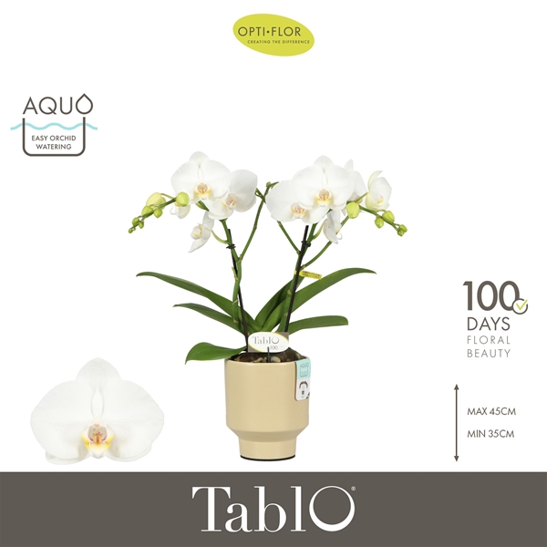 Phalaenopsis 2-t Tablo Champagne in Emilia Sand Aquo