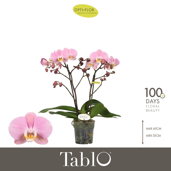 Phalaenopsis 2-t Tablo Cosmopolitan