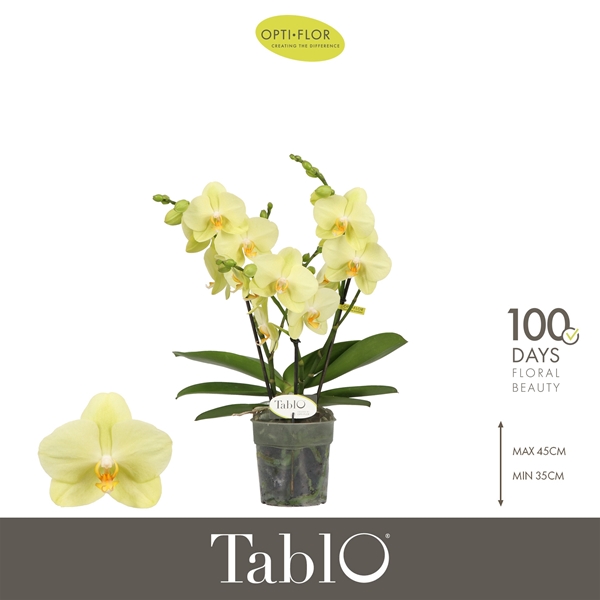 Phalaenopsis Tablo 3-t Limoncello