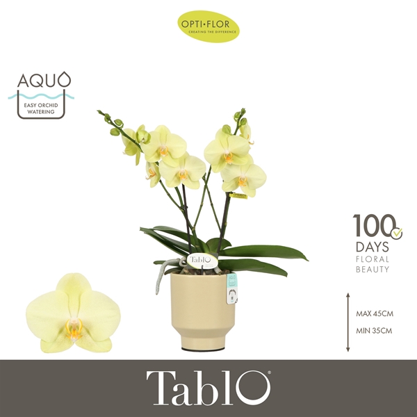 Phalaenopsis 2-t Tablo Limoncello In Sand Emilia Keramik