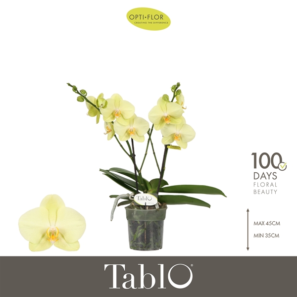 Phalaenopsis 2-t Tablo Limoncello