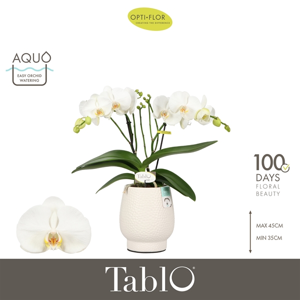 Phalaenopsis 2-t Tablo Martini in Abruzzo White Aquo