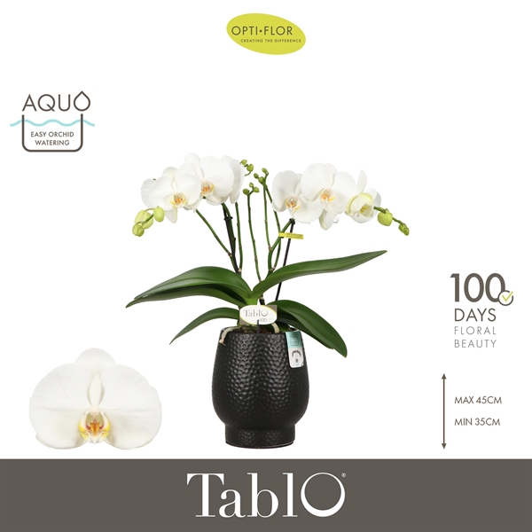Phalaenopsis 2-t Tablo Martini in Abruzzo Black Aquo
