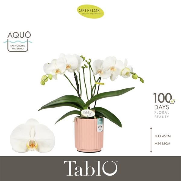Phalaenopsis 2-t Tablo Martini in Molise Salmon Aquo