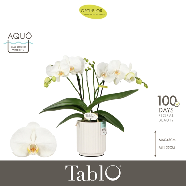 Phalaenopsis 2-t Tablo Martini in Molise White Aquo