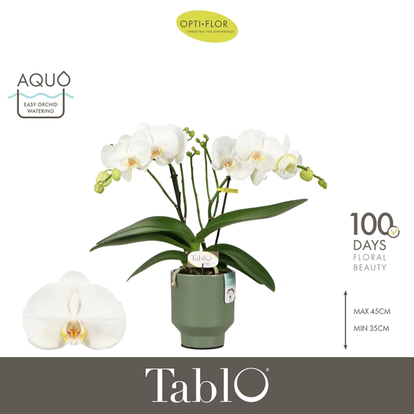 Phalaenopsis 2-t Tablo Champagne in Emilia Green Aquo