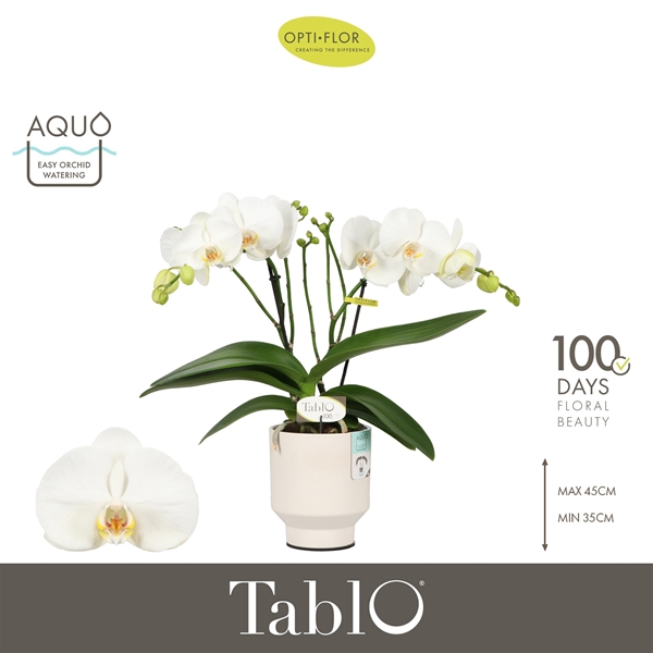 Phalaenopsis 2-t Tablo Martini in Emilia White Aquo