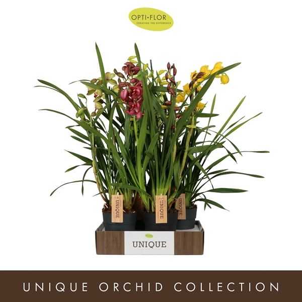 Cymbidium 3/4-t Mixtray