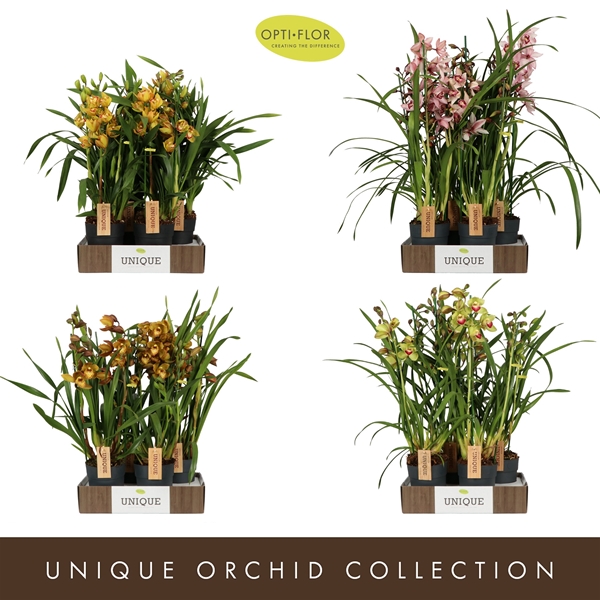 Cymbidium 4-t Mixlage